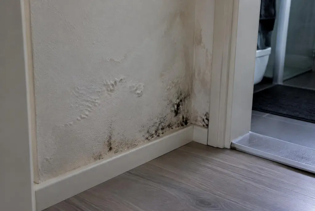 Lekdetectie Steenwijk – vochtplek met schimmel op een muur